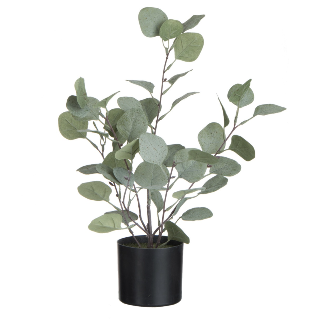 Eucalyptus en pot 2 tailles...