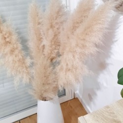Fleurs de pampas Fluffy naturelles 160 cm